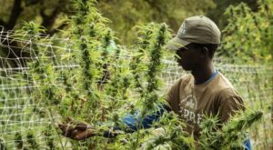 Certificirani produkti Hempethica, WidLab, Certifikati, Vegan, CBD
