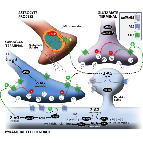 Endokanabinoidni sistem, ECS, kanabinoidi, CBD, Hempethica