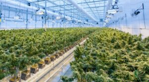 Certificirani produkti Hempethica, WidLab, Certifikati, Vegan, CBD