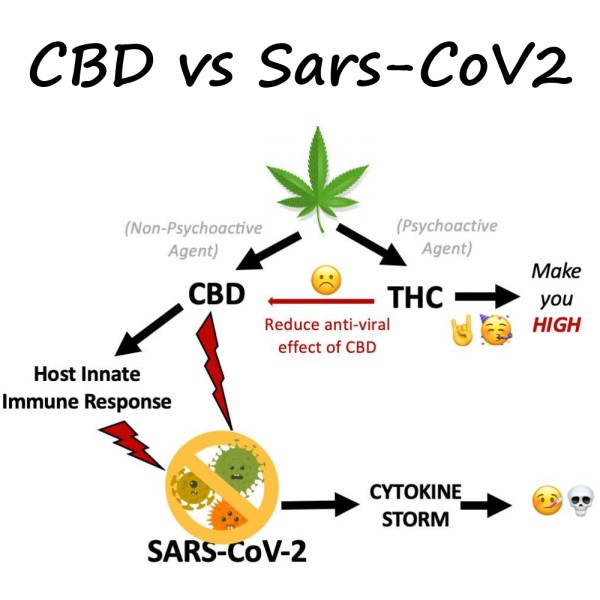 Covid 19 and CBD, Covid 19 and cannabinoids, Sars-Cov2, CBD, cannabinoids, Hempethica